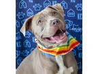 Adopt Leonidas a Tan/Yellow/Fawn American Pit Bull Terrier / Mixed dog in Kansas