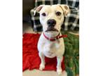 Adopt King a White American Pit Bull Terrier / Mixed dog in Columbus