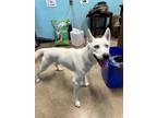 Adopt Jubilee a White Husky / Mixed dog in San Marcos, TX (38539906)