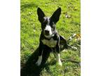 Adopt DUKE a Black - with White Basenji / Dutch Shepherd / Mixed dog in