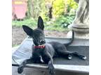 Adopt Timon a Black German Shepherd Dog / Labrador Retriever / Mixed dog in