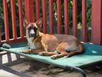 Adopt River a Brown/Chocolate - with White German Shepherd Dog / Mixed Breed