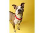 Adopt Cookie a Gray/Silver/Salt & Pepper - with White Cattle Dog / Mixed Breed
