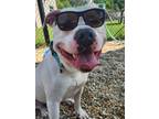 Adopt Snoop a White American Pit Bull Terrier / Mixed dog in Chesapeake