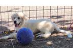 Adopt Lionel a White Great Pyrenees / Mixed dog in Richmond, TX (38522177)