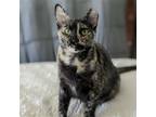 Adopt Elizabeth a Tortoiseshell Domestic Shorthair / Mixed (short coat) cat in