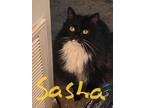 Adopt Sasha a Black & White or Tuxedo Domestic Mediumhair / Mixed (medium coat)
