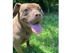 Adopt Eartha a Labrador Retriever / Pit Bull Terrier / Mixed dog in Cleveland