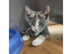 Adopt Lila a Tortoiseshell Domestic Shorthair / Mixed (short coat) cat in