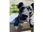 Adopt Lily Bug a American Pit Bull Terrier dog in Provo, UT (38369557)