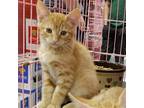 Adopt Charlie (Napa Petco) a Orange or Red (Mostly) Domestic Shorthair / Mixed