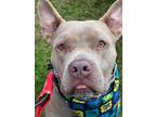 Adopt POPTART a Tan/Yellow/Fawn American Pit Bull Terrier / Mixed dog in Port
