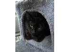 Adopt Pebbles a All Black Domestic Shorthair / Mixed (short coat) cat in
