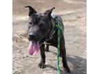 Adopt Max a Brown/Chocolate American Pit Bull Terrier / American Pit Bull