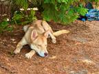 Adopt Mocha a Tan/Yellow/Fawn Husky / Shepherd (Unknown Type) / Mixed dog in