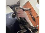 Adopt Baby a Tortoiseshell Domestic Shorthair / Mixed cat in Yuma, AZ (38474387)