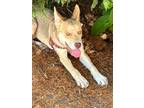Adopt Maple a Tan/Yellow/Fawn Shepherd (Unknown Type) / Husky / Mixed dog in