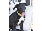 Adopt Daisy (Lula's Litter) a Black - with White Labrador Retriever / Shepherd