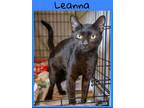 Adopt Leanna (FCID# 05/31/2023 - 31 Trainer) C a All Black Domestic Shorthair /