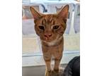 Adopt Chester Cheetah a Orange or Red Domestic Shorthair / Mixed (short coat)