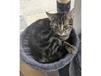 Adopt Exxon Tiger a Gray, Blue or Silver Tabby Domestic Shorthair / Mixed (short