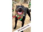 Adopt Champ a Black American Pit Bull Terrier / Mixed dog in Columbia