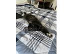 Adopt Sable a Black (Mostly) Domestic Shorthair (short coat) cat in Fort