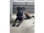Adopt Turtle a Black Labrador Retriever / Mixed dog in Madison, NJ (38489871)