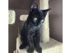 Adopt Jupiter a All Black Domestic Shorthair / Mixed (short coat) cat in