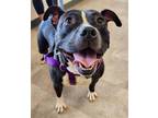 Adopt Dixie *AMAZING DOG-VOLUNTEER FAVORITE* a Black - with White Pit Bull