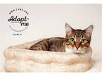 Adopt Safari a Domestic Shorthair / Mixed cat in Salt Lake City, UT (38474663)