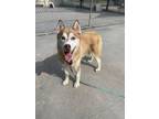 Adopt Maverick a Husky / Mixed dog in Viroqua, WI (38545915)