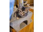 Adopt Beatrix - Babette a Domestic Shorthair / Mixed cat in Warrenton