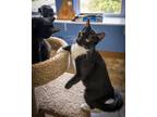 Adopt Linus (FCID# 06/05/2023 - 48 Trainer) C a Black & White or Tuxedo Domestic