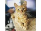 Adopt Reggie a Orange or Red Domestic Shorthair / Mixed cat in Dallas