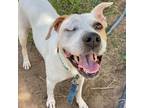 Adopt Una a White - with Tan, Yellow or Fawn Mixed Breed (Medium) / Mixed dog in