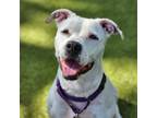 Adopt Aurora a White - with Tan, Yellow or Fawn Mixed Breed (Medium) / Mixed dog