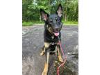 Adopt Zena a Black - with Tan, Yellow or Fawn German Shepherd Dog / Mixed dog in