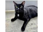 Adopt Liberty - available for foster to adopt a All Black Domestic Shorthair /