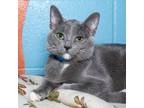 Adopt Dalton a Gray or Blue Domestic Shorthair / Mixed cat in Evansville