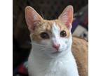 Adopt Lady Rainicorn a Orange or Red (Mostly) Domestic Shorthair / Mixed cat in