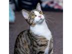 Adopt Fenn a Brown or Chocolate Domestic Shorthair / Mixed cat in Durham