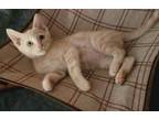 Adopt Hunter a Cream or Ivory Domestic Shorthair (short coat) cat in Parlier