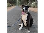 Adopt Honey B a Black - with White American Staffordshire Terrier / Mixed dog in