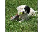 English Setter Puppy for sale in Canton, NC, USA