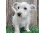 West Highland White Terrier Puppy for sale in Dundee, OH, USA