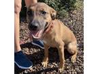 Adopt Peanut a Red/Golden/Orange/Chestnut - with Black Rhodesian Ridgeback /