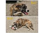 Adopt Bali a Brindle - with White American Pit Bull Terrier / Mixed dog in
