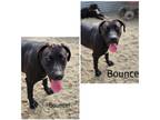 Adopt Bouncer a Black - with White American Pit Bull Terrier / Mixed dog in