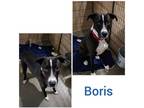 Adopt Boris a Black - with White American Pit Bull Terrier / Mixed dog in Rancho